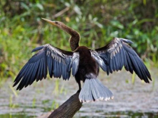 Panama Birding by Boat Tour